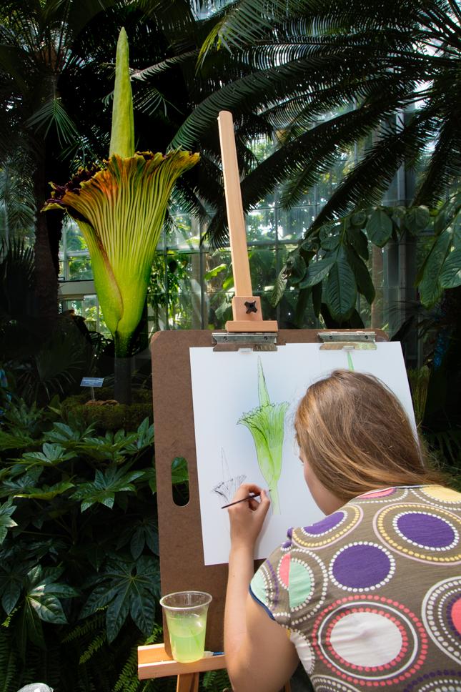 Mara Menahan, official botanical illustrator, draws titan arum in flower.