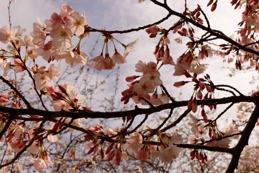 National Cherry Blossom Festival Is Underway And The Blooms Are Right On  Time