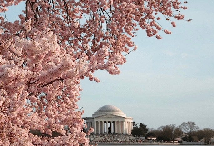 National Cherry Blossom Festival Hat (Brown/Pink)