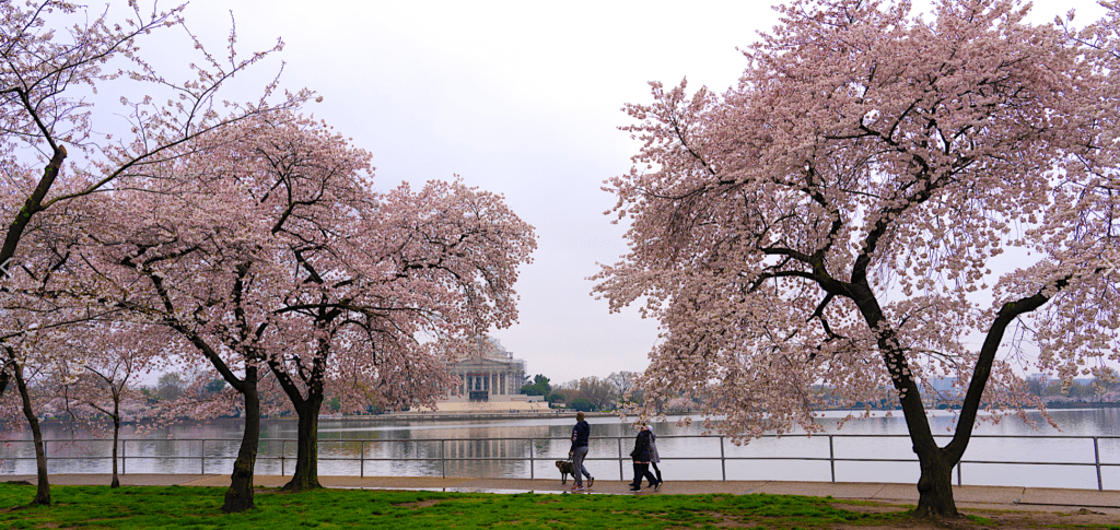 D.C. cherry blossoms 2023 peak bloom date announced March 22-25 - Axios  Washington D.C.