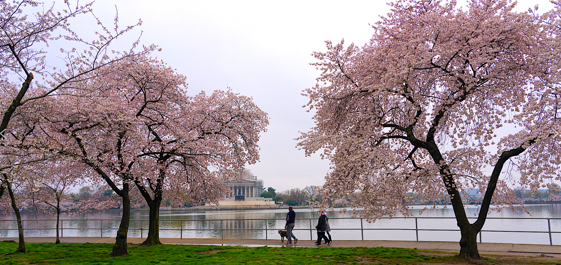 Celebrate D.C.'s Cherry Blossom Festival at These Hotels