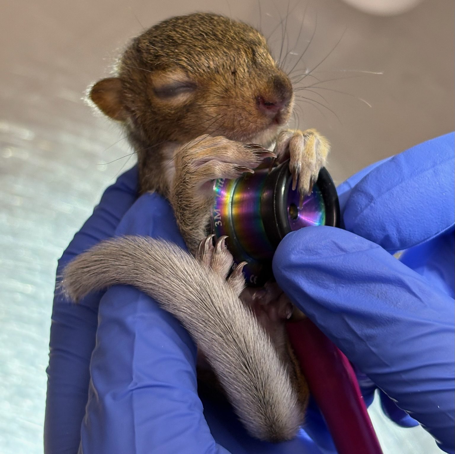 City Wildlife Saves D.C.’s Urban Animals