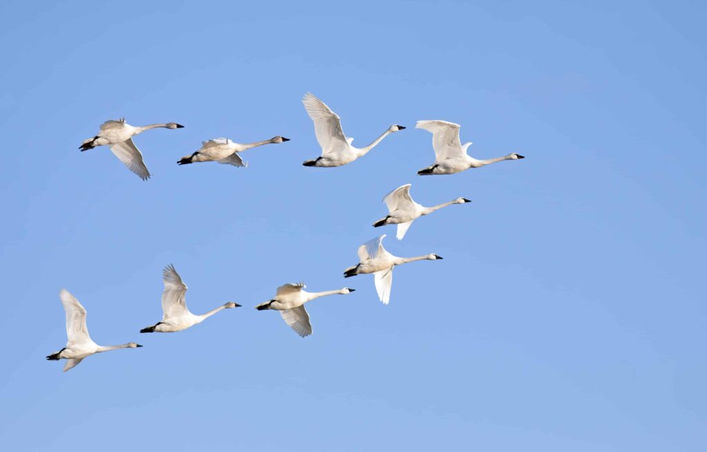 Editorial: Turn, Turn, Turn 